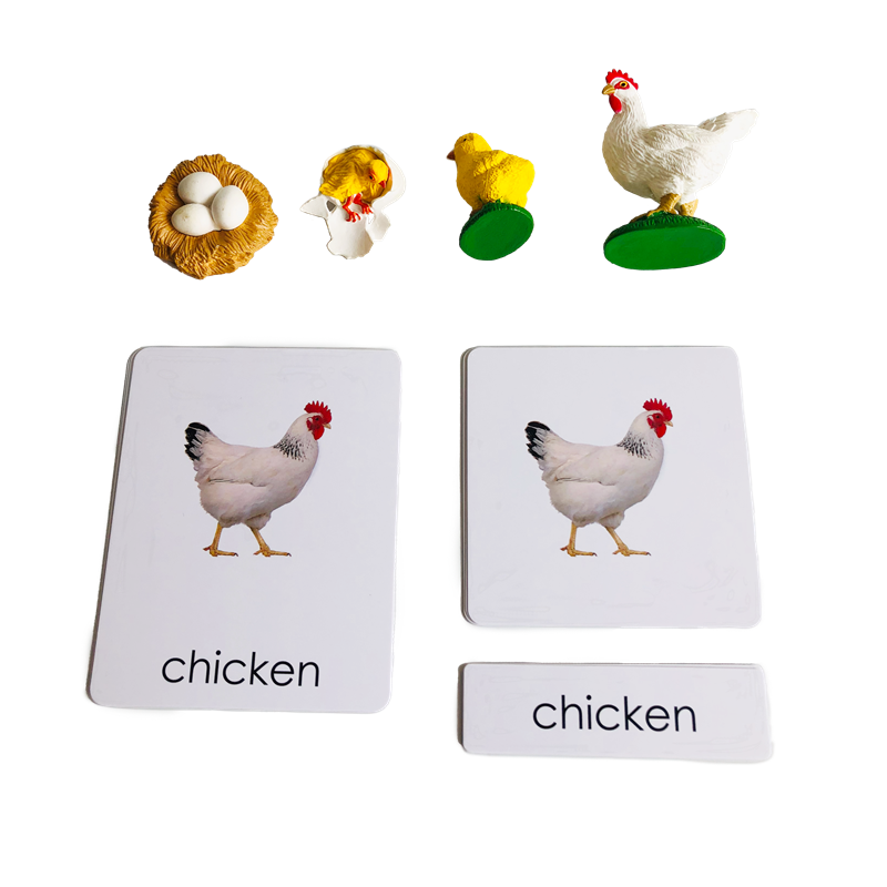 Kids Education Card - Cykl życia Zwierzęta Karty i modele