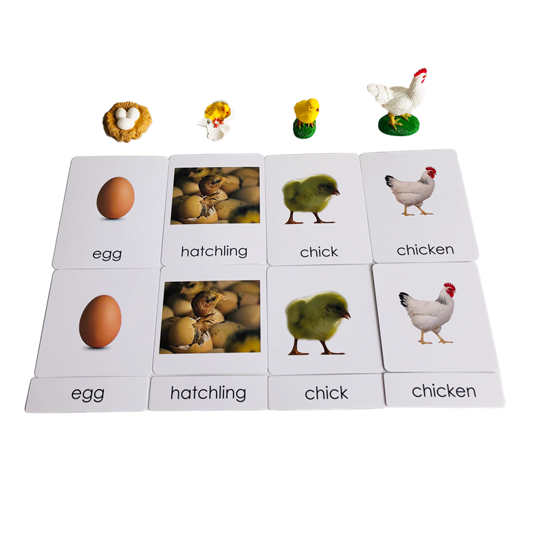 Cykl życia Zwierzęta Karty i m – Kids Education Card recenzja i cena